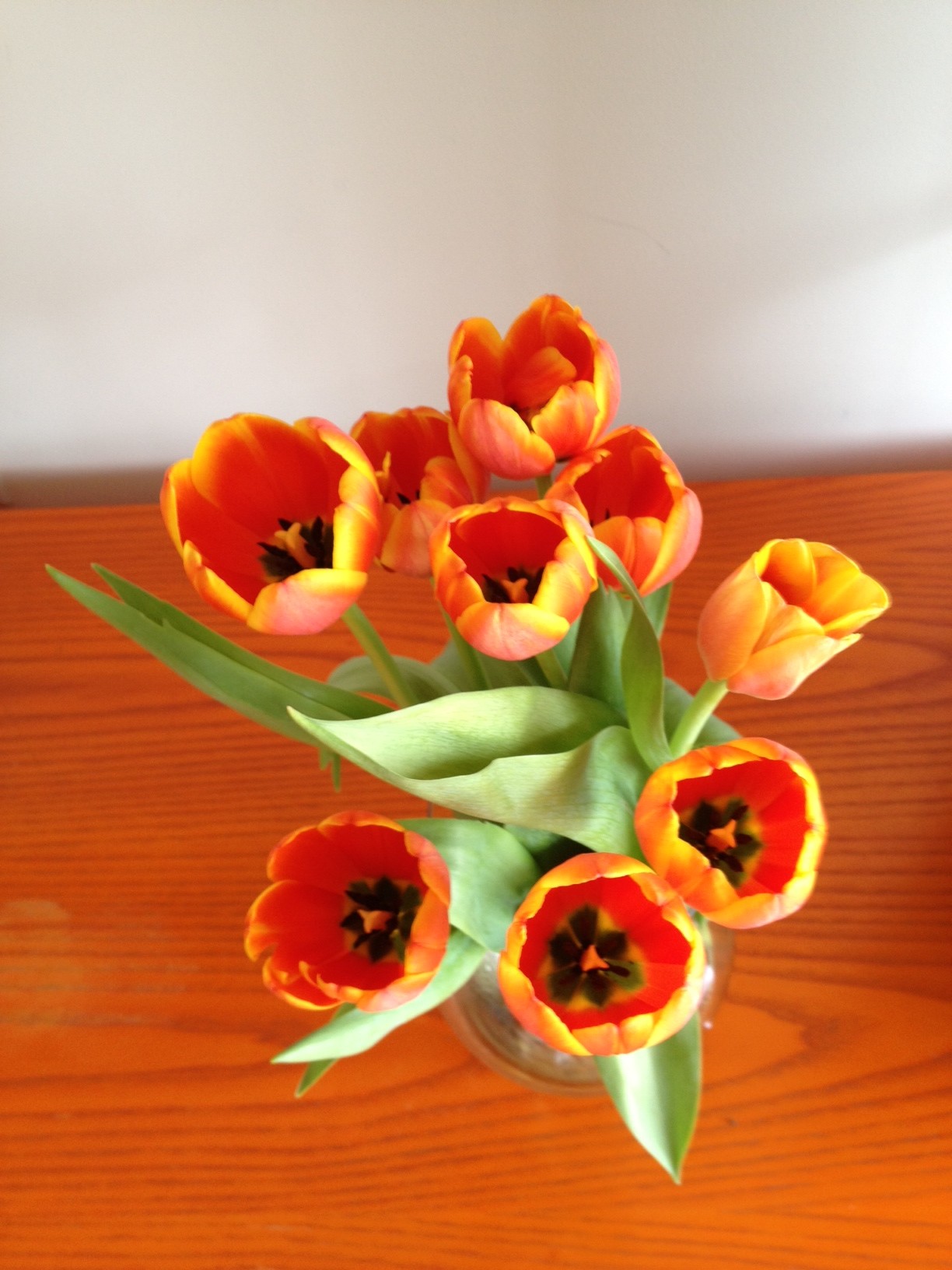 Mayeda tulips